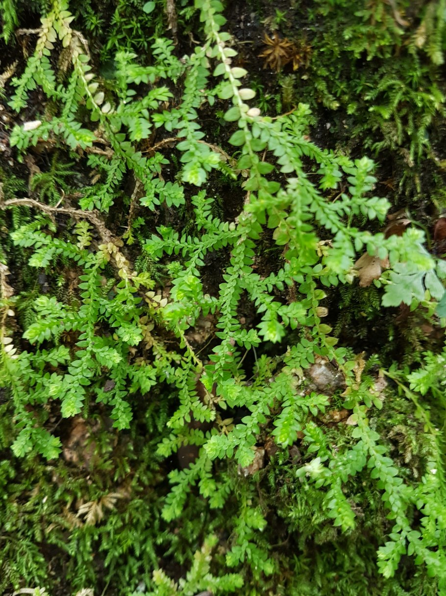 Полушник Озёрный