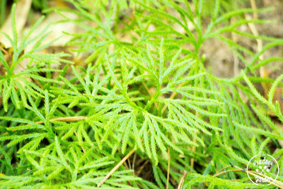 Селагинелла Краусса