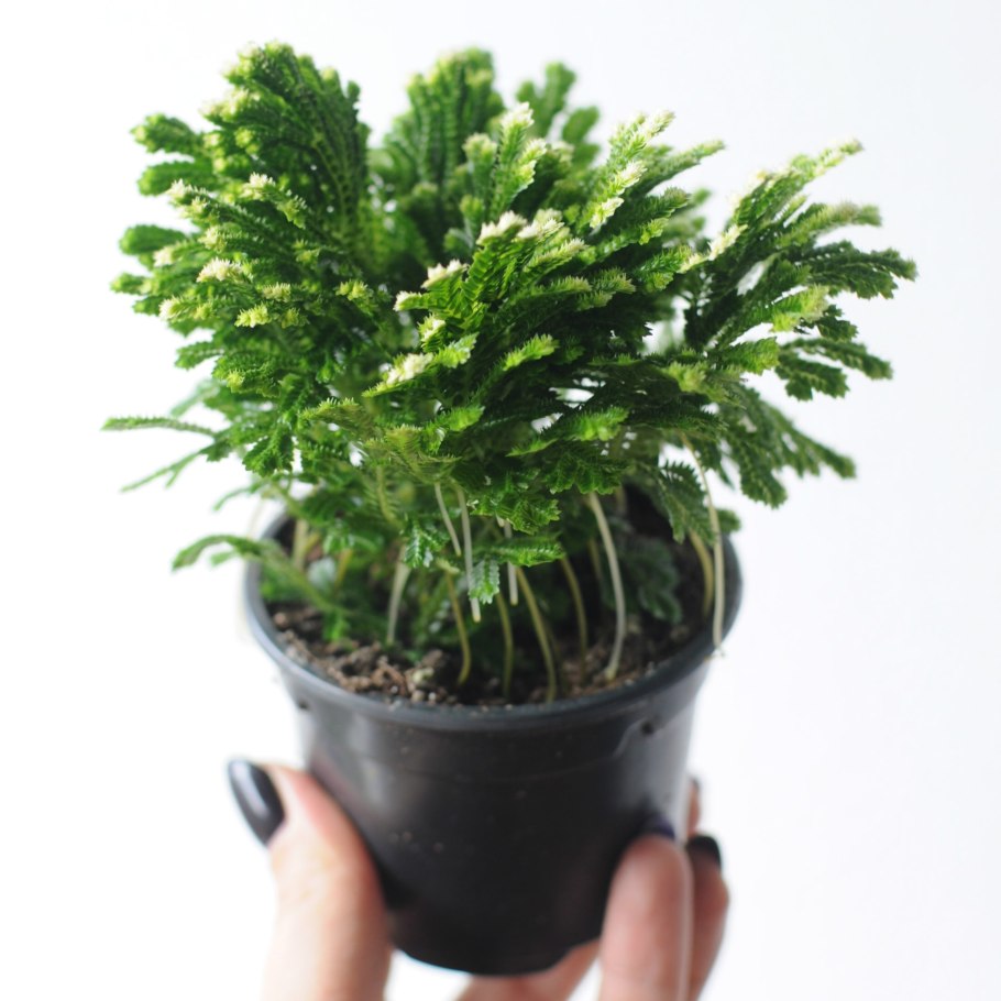 Плаунок селагинелла