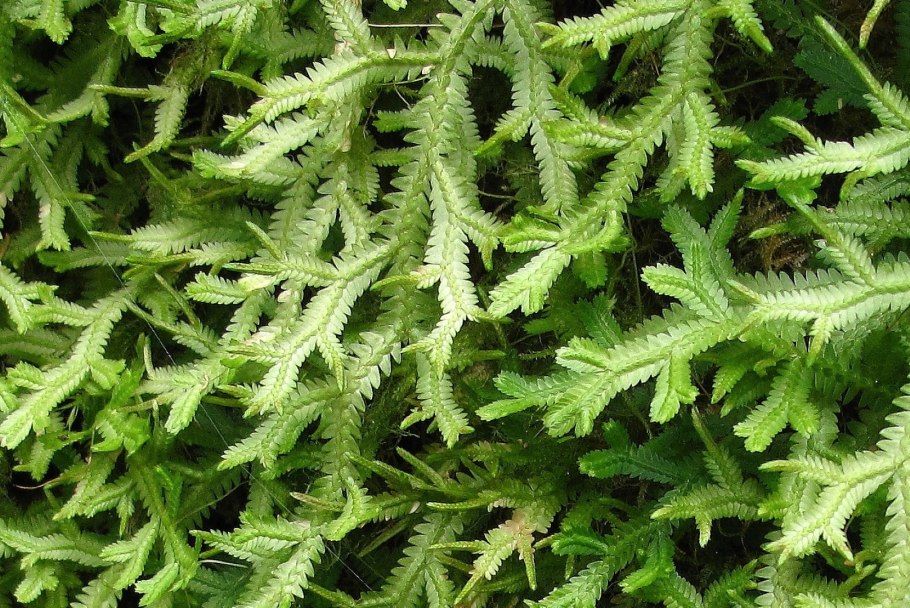 Селагинелла мох