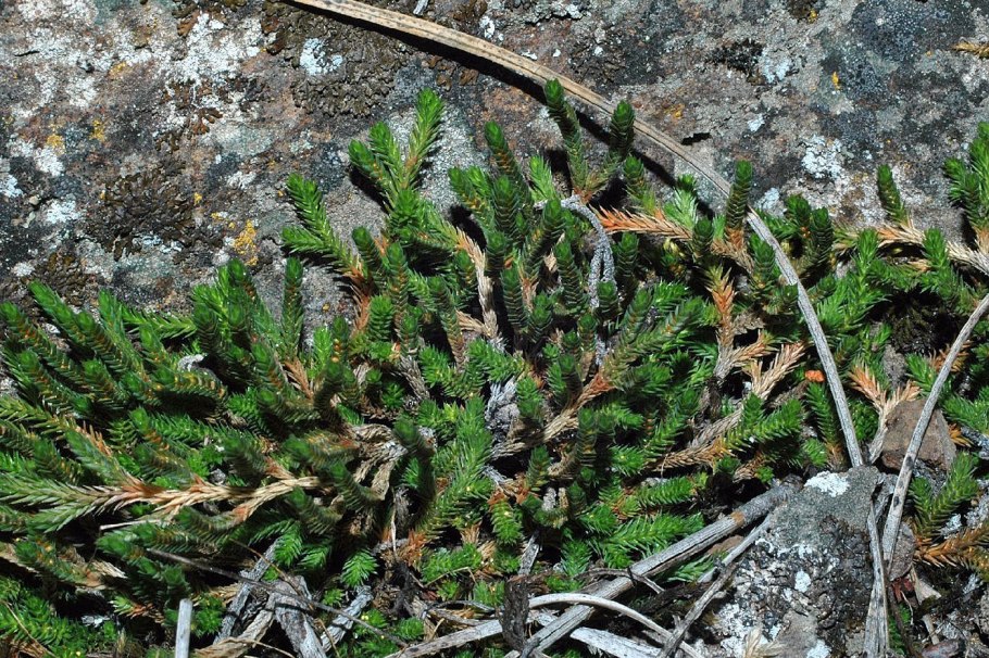 Жизненный цикл полушника Озерного