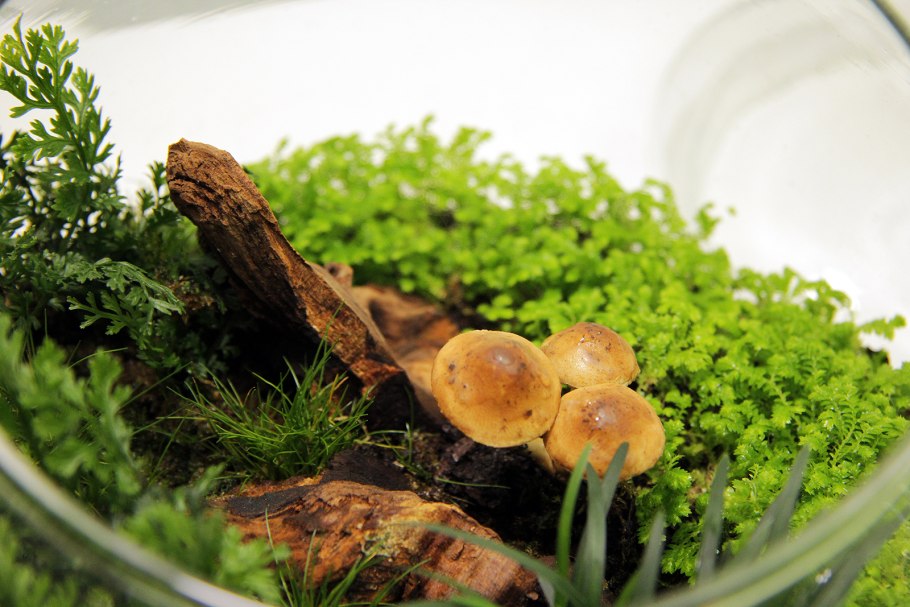 Isoetes VETATA Varsicula