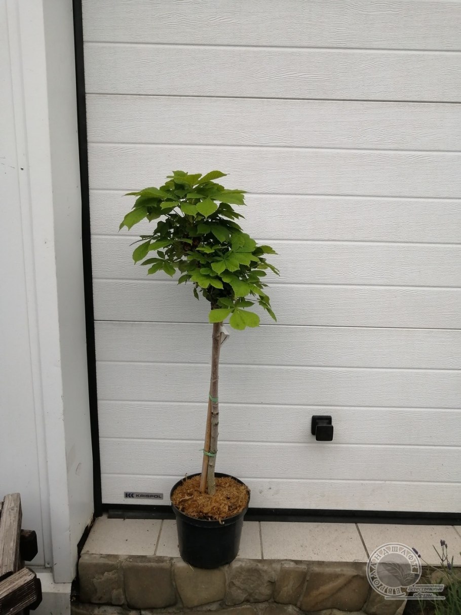 Каштан штамбовый