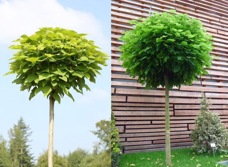 Черешня плакучие Пендула