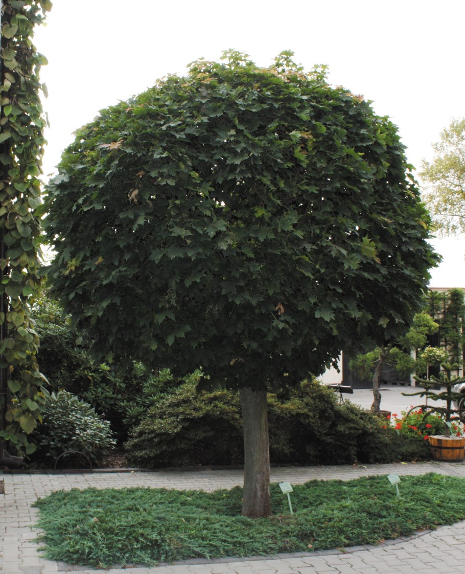 Робиния Umbraculifera