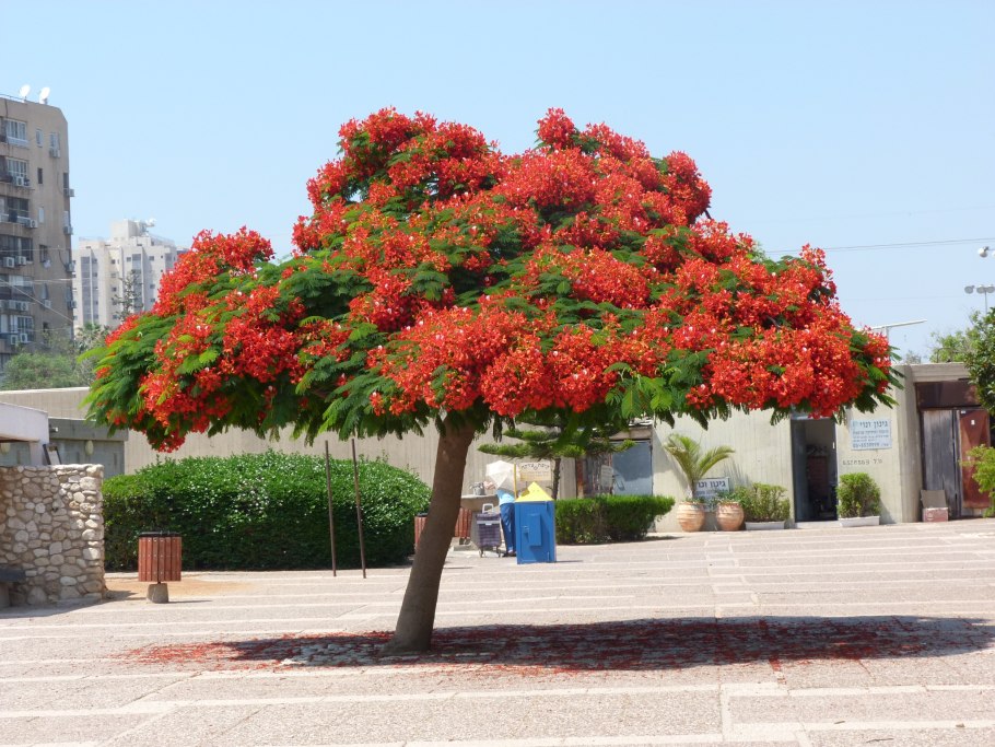 Конский каштан штамбовая