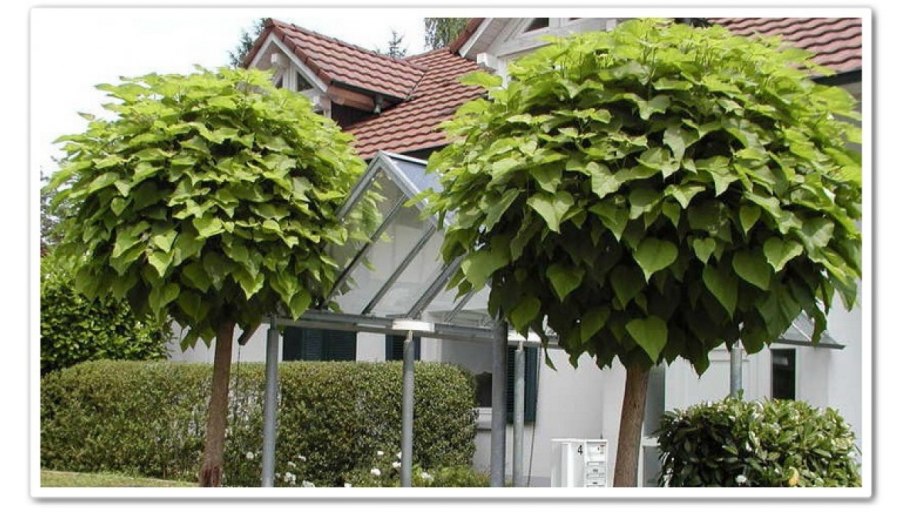 Клен остролистный 'globosum' штамб