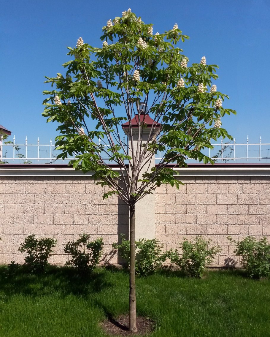 Сумах катальпа каштан