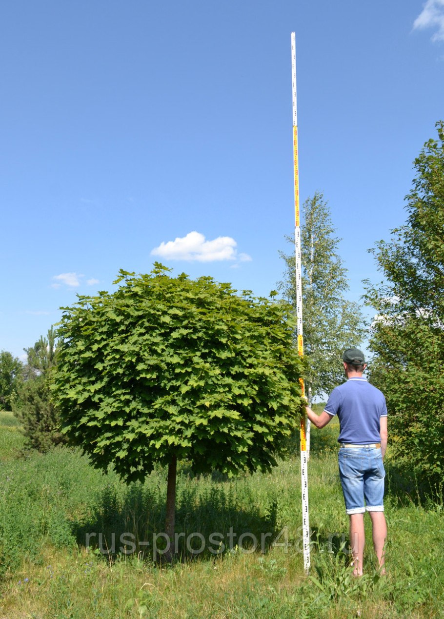 Орех маньчжурский (Juglans mandshurica)