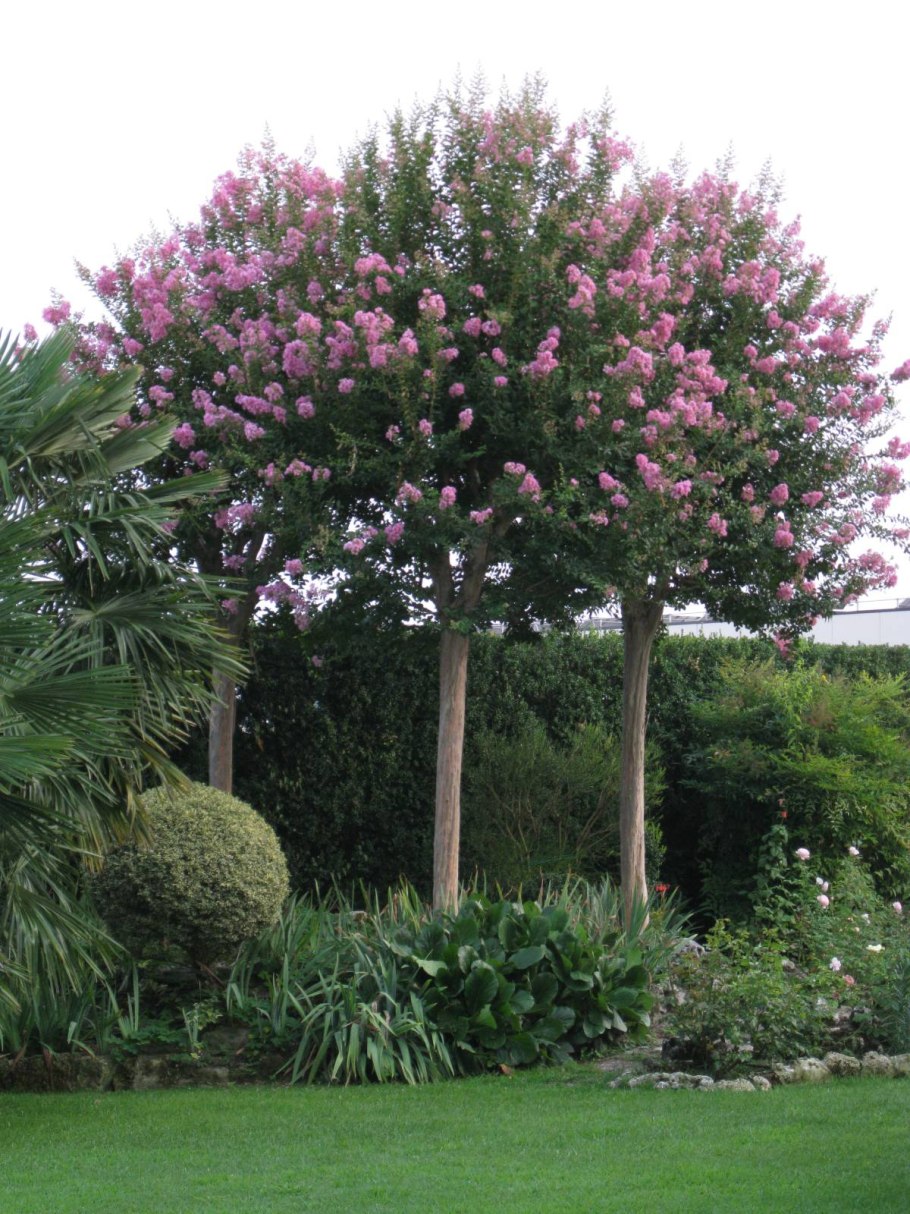 Каштан Баумани