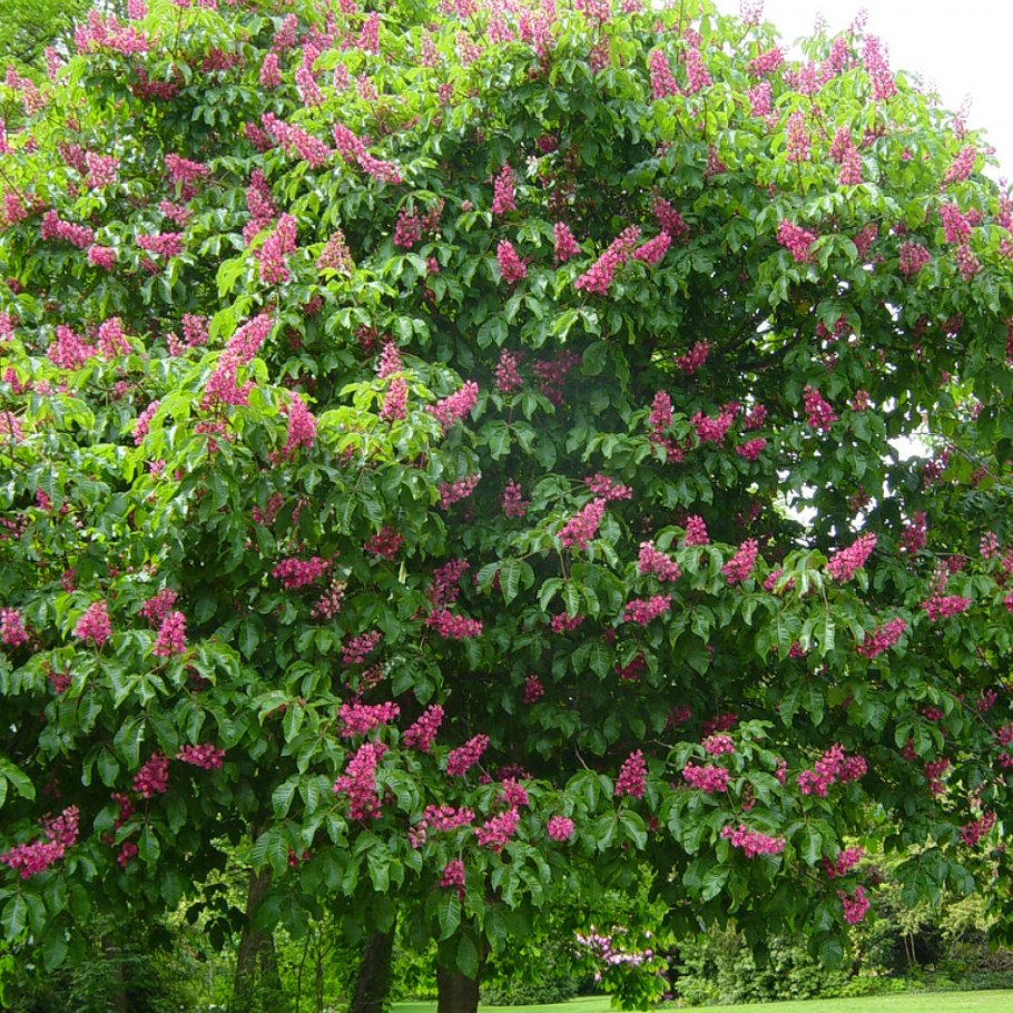 Каштан многоствольный