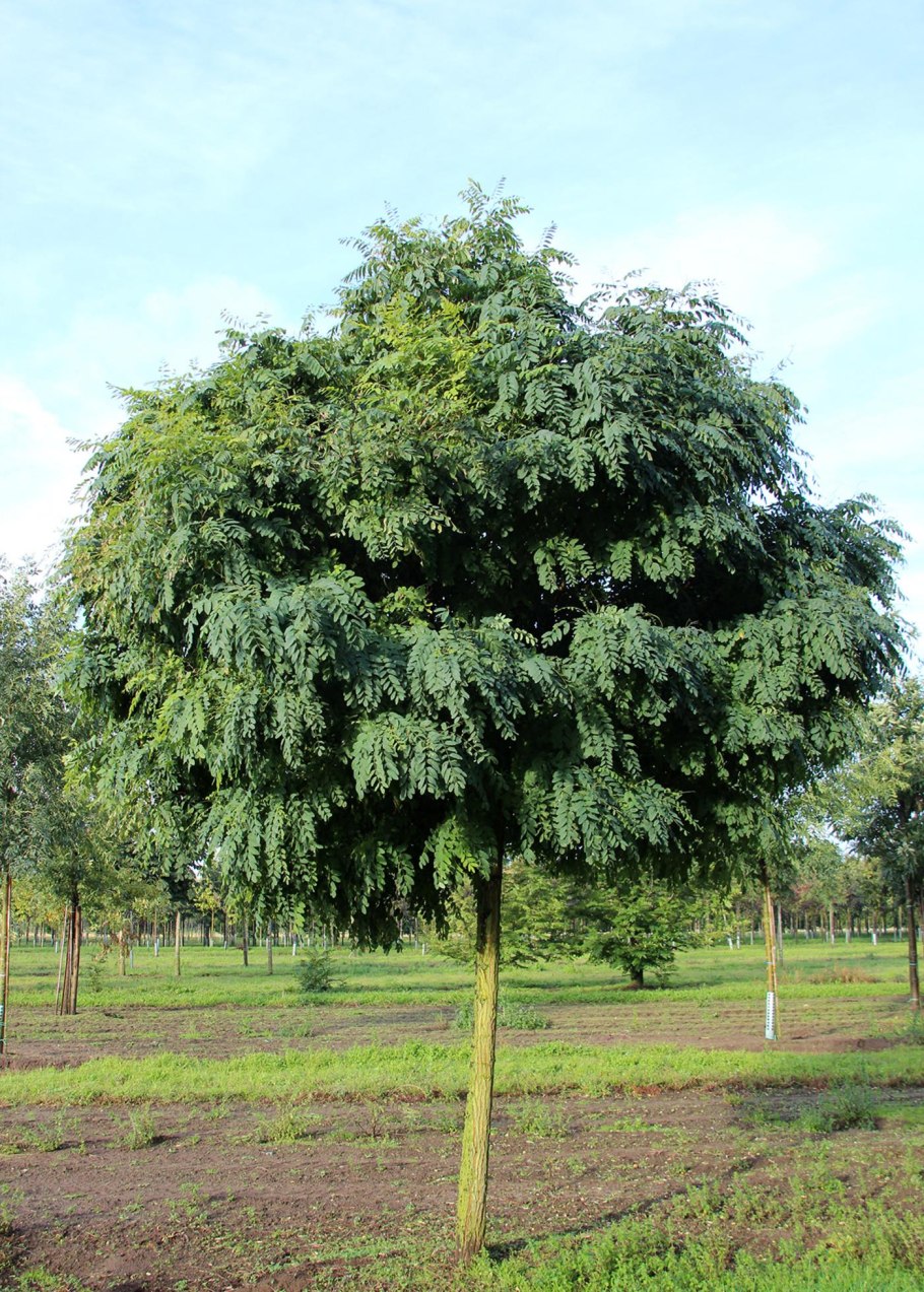 Ирга канадская шпалера