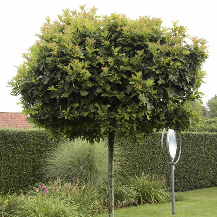 Каштан конский Бриотти