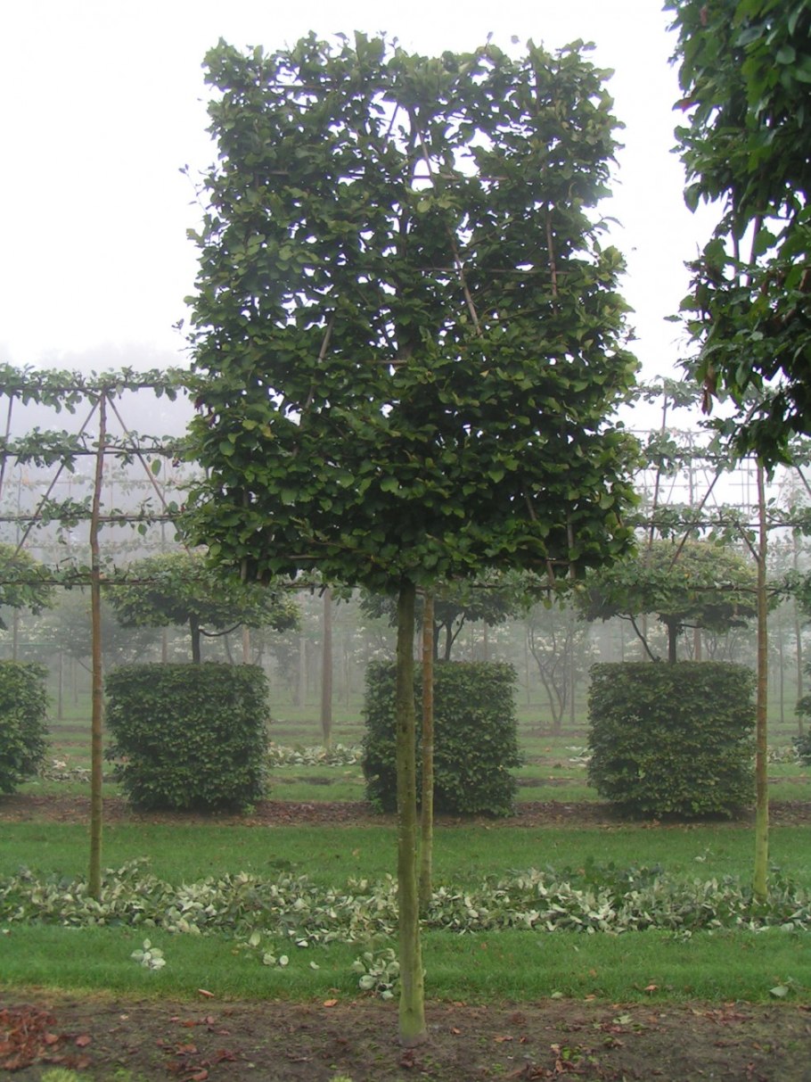 Каштан штамбовый