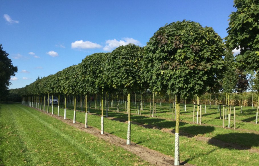 Синицкий Fagus sylvatica Mercedes c2 10-20 10,75