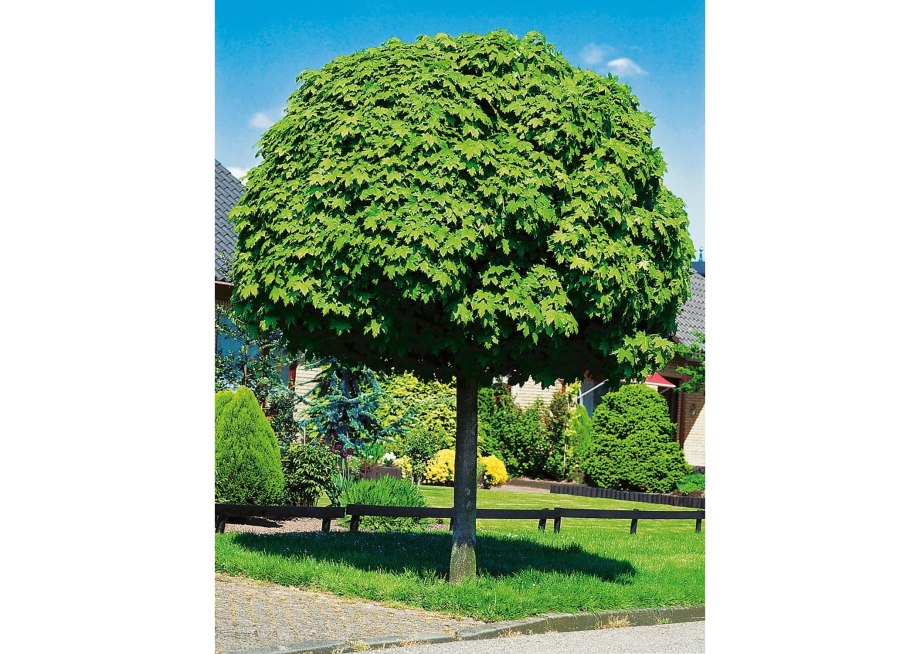 Конский каштан Павия