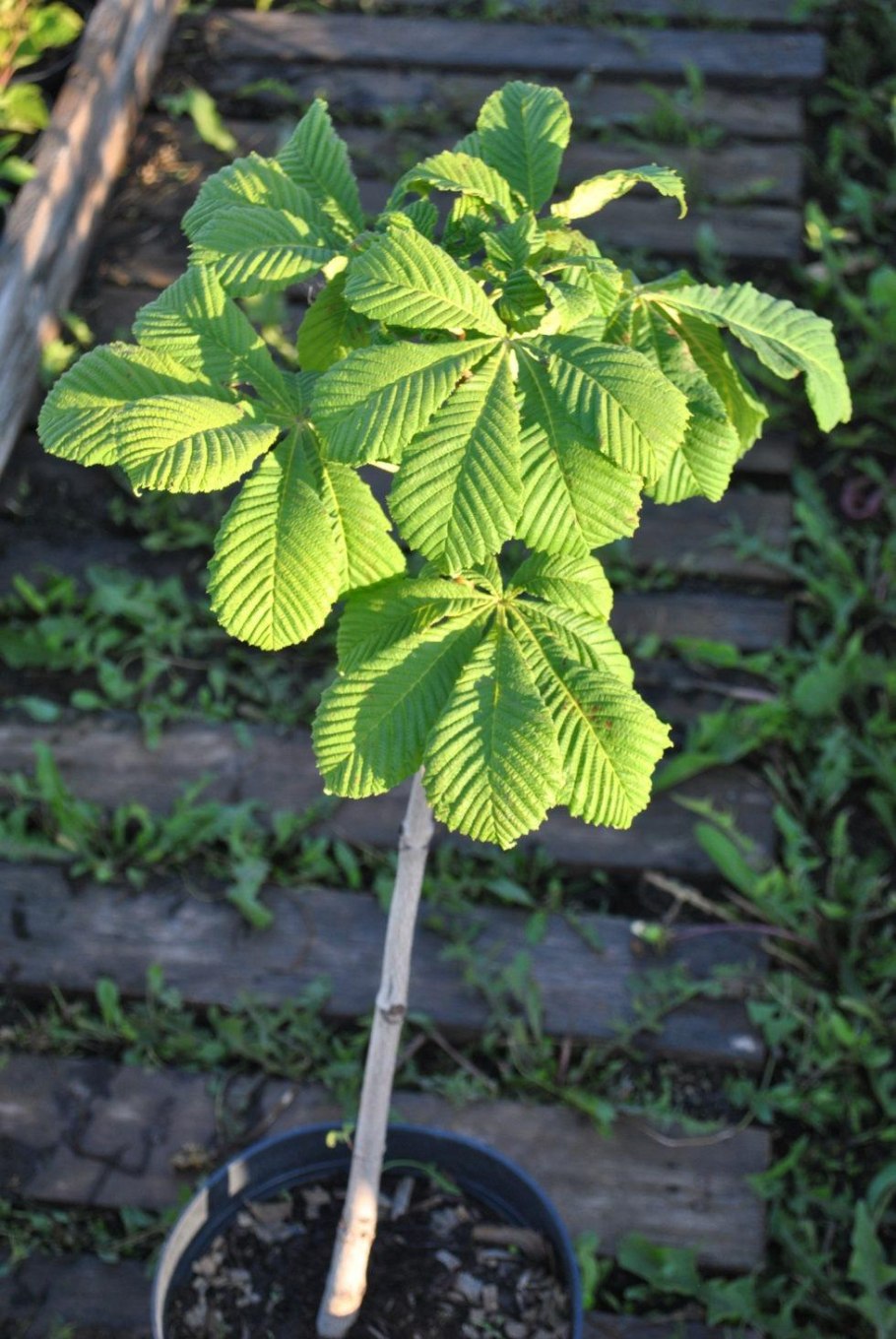 Клен остролистный Глобозум