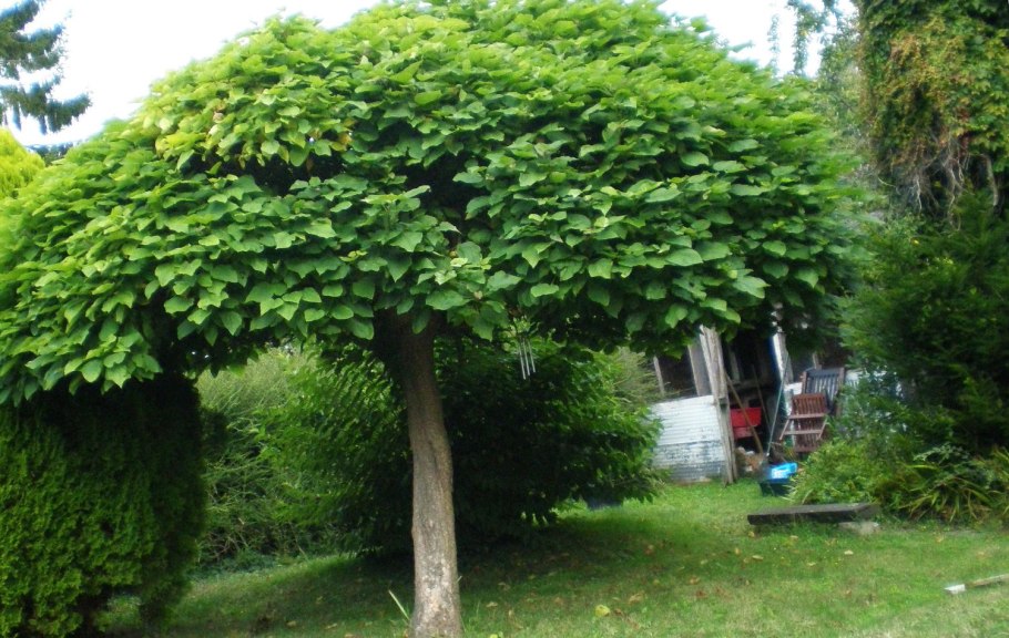 Лагерстремия креп Мирт