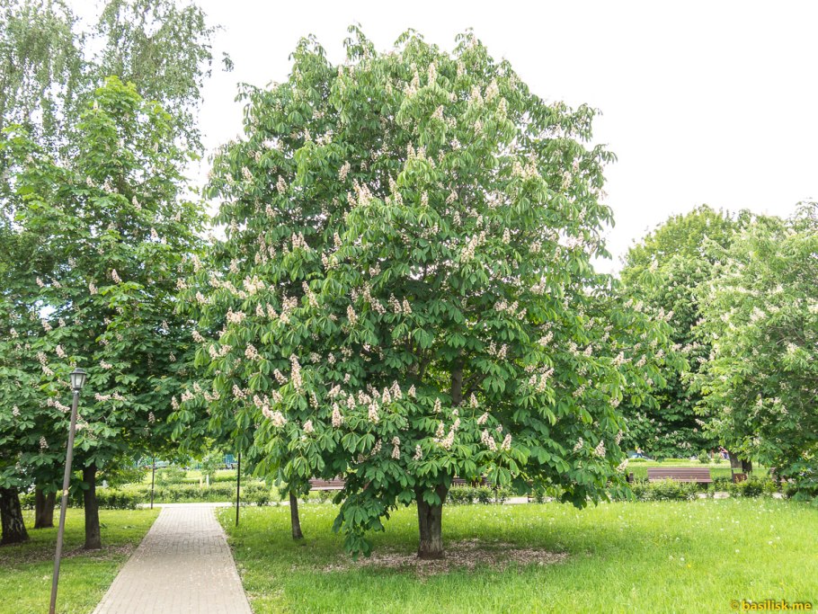 Клен остролистный Глобозум
