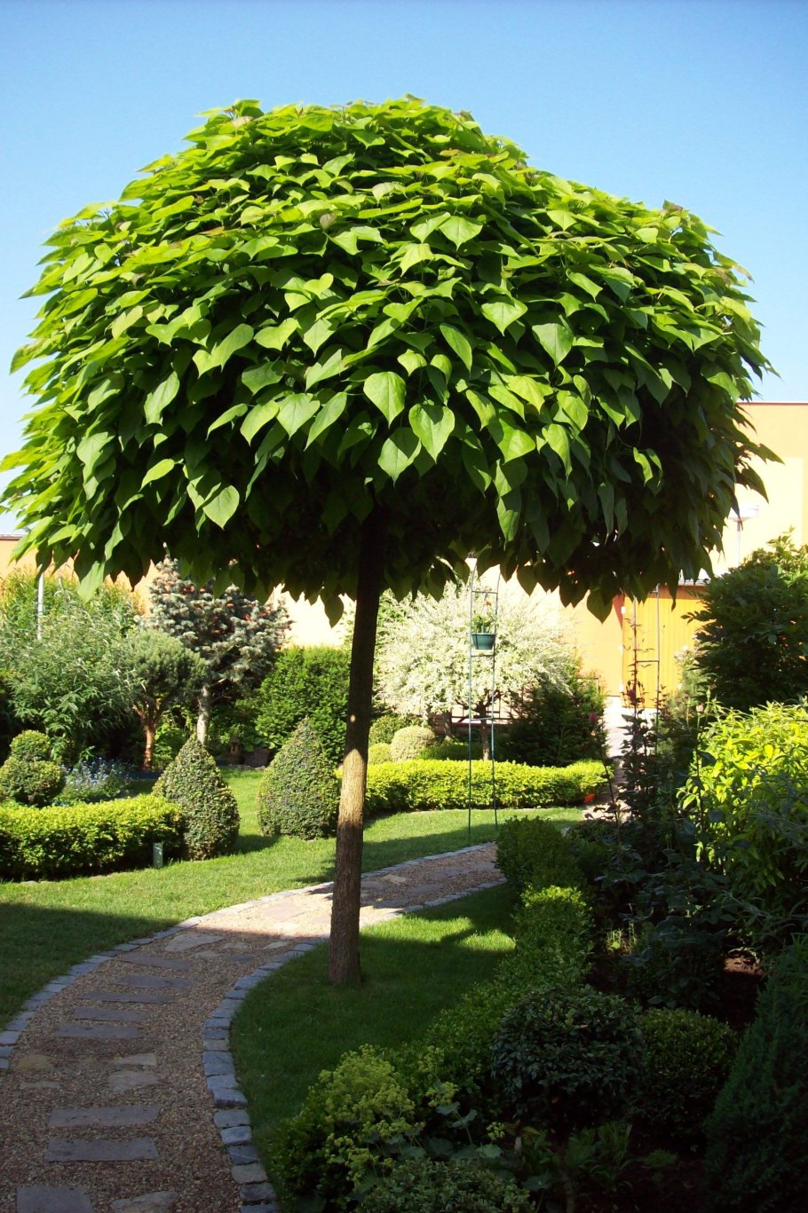 Конский каштан Павия