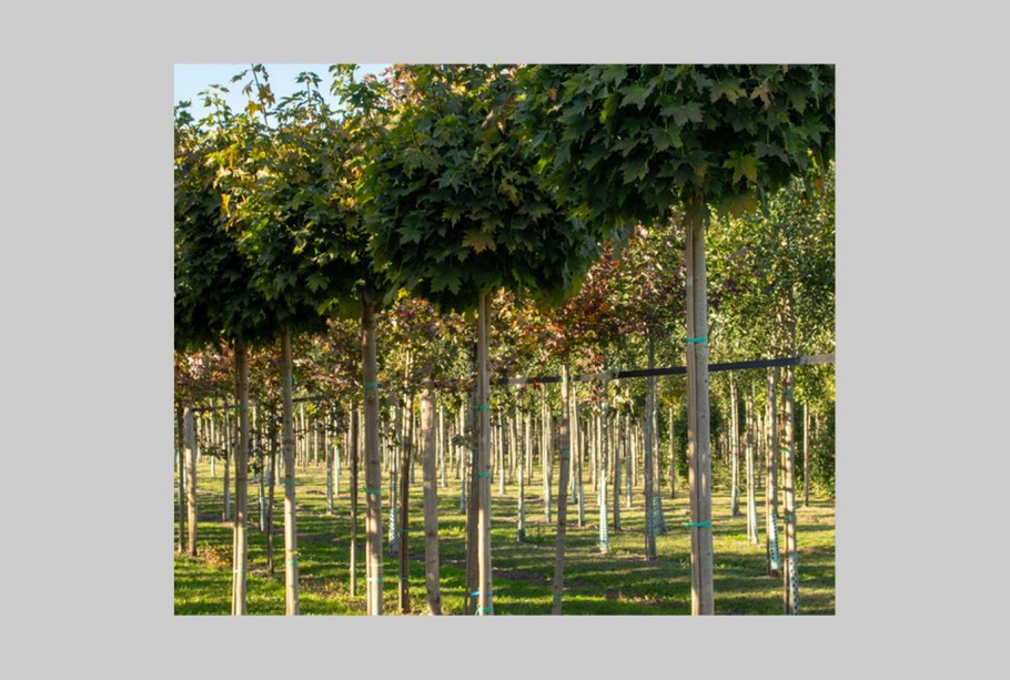 Каштаны составляют 7/15 деревьев растущих