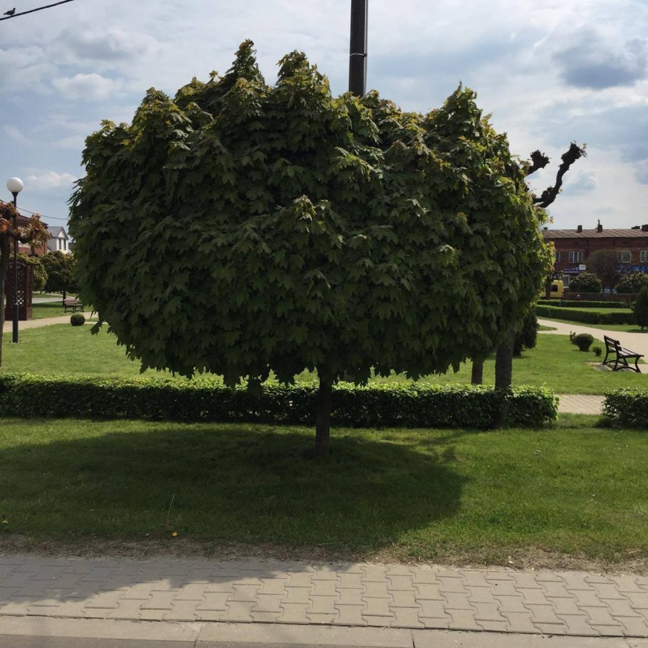 Катальпа на штамбе