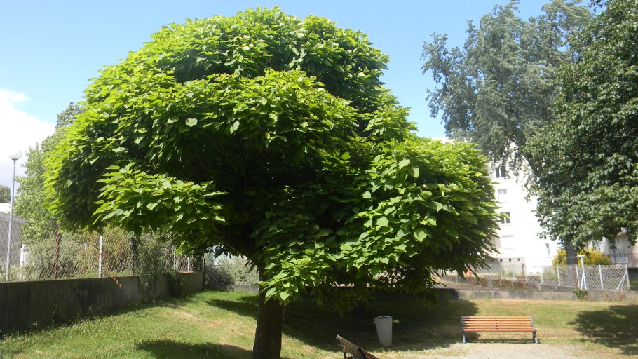 Робиния Умбракулифера