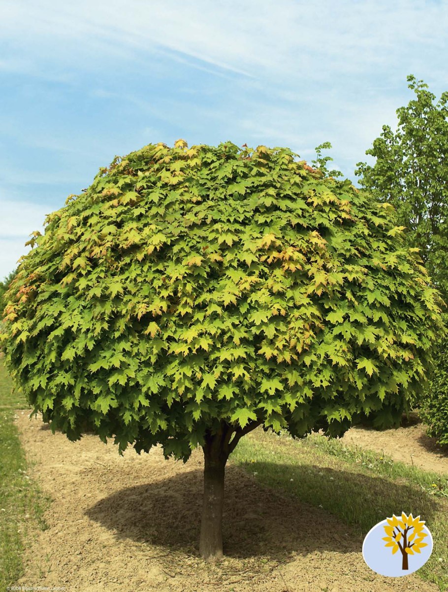 Драконовое дерево Израиль