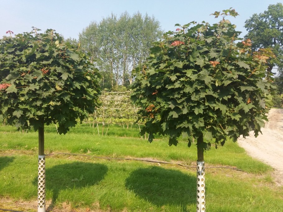 Катальпа бигнониевидная Нана