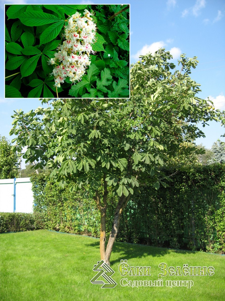 Клен остролистный globosum