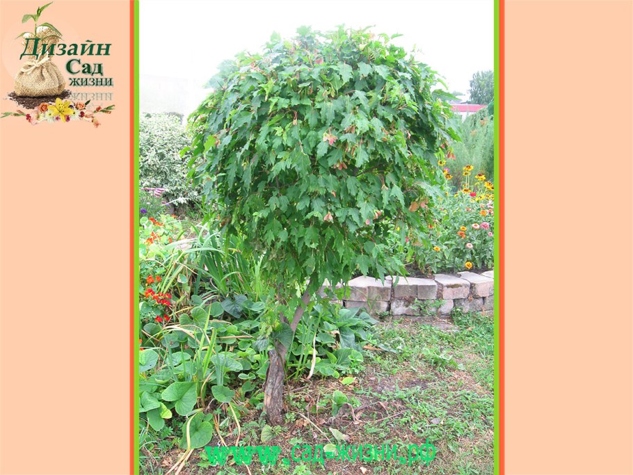 Каштан Бриотти