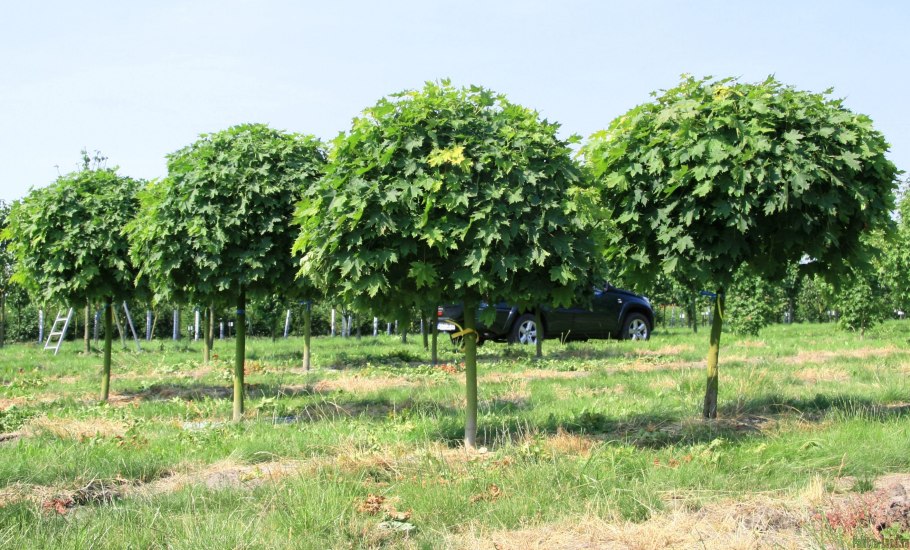 Каштан конский Фастигиата