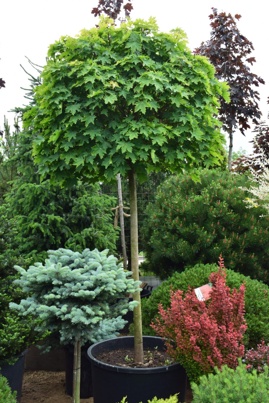 Катальпа бигнониевидная