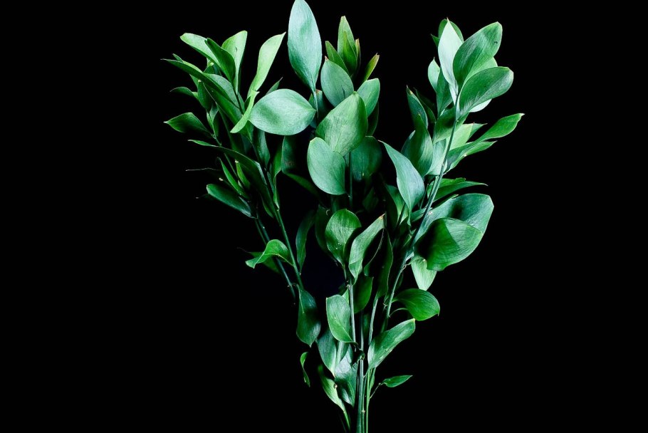 Рускус израильский