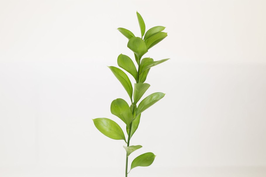 Рускус обыкновенный