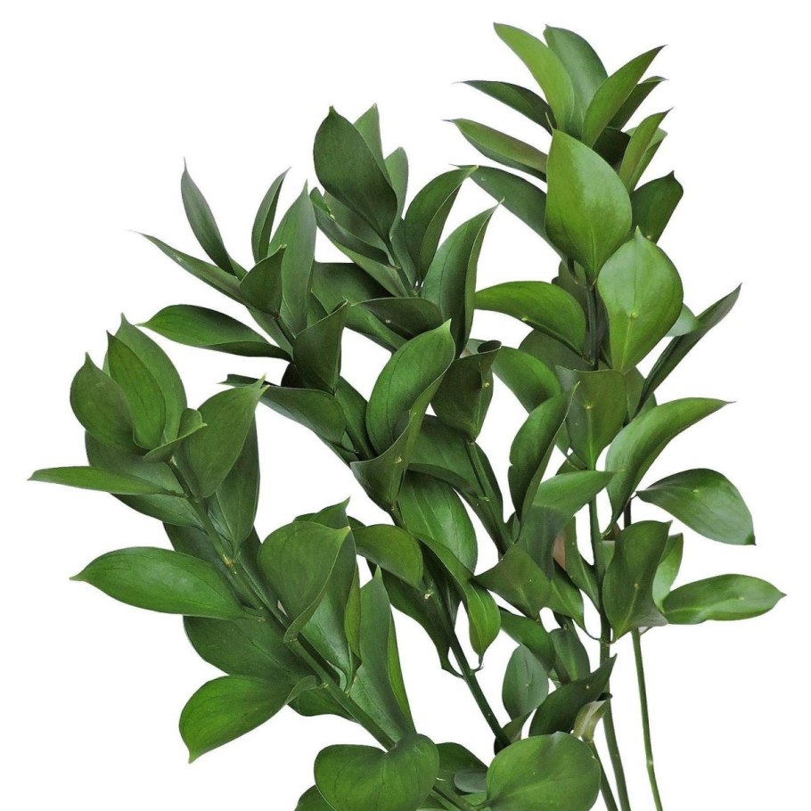 Рускус Рускус