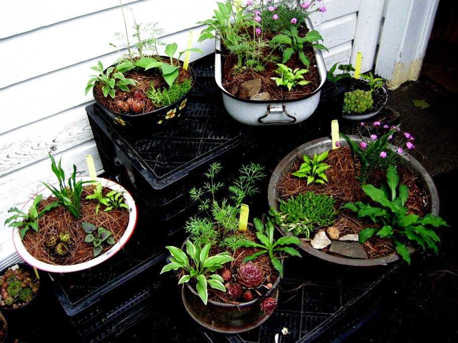 Карликовые хосты мини садик в горшке