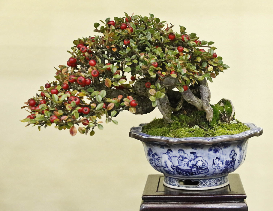 Cotoneaster бонсай