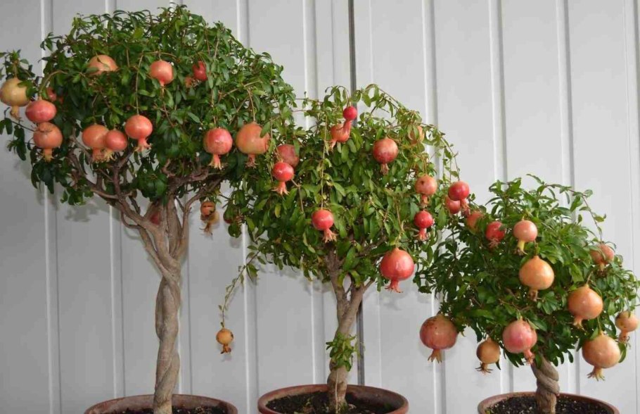 Гранат Гюлоша