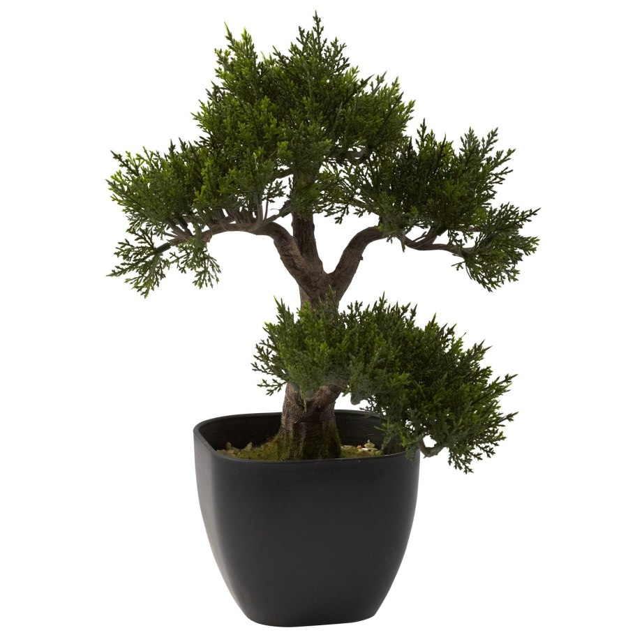 Silk Tree Bonsai