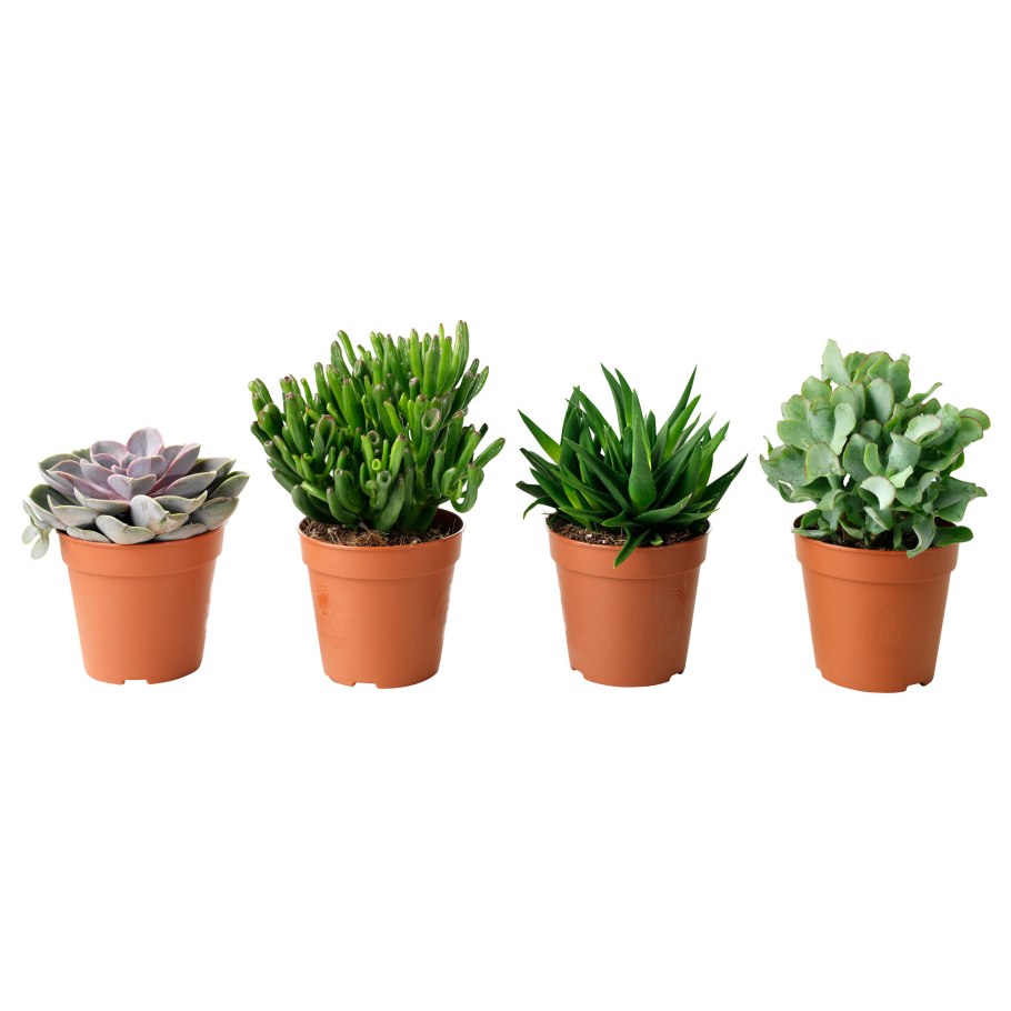 Суккуленты икеа