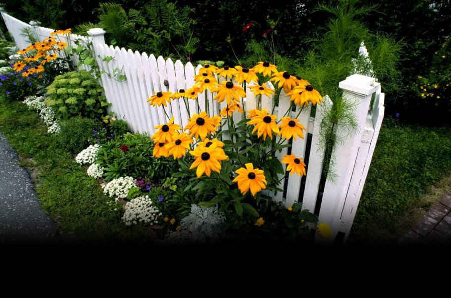 Лобелия ампельная на клумбе