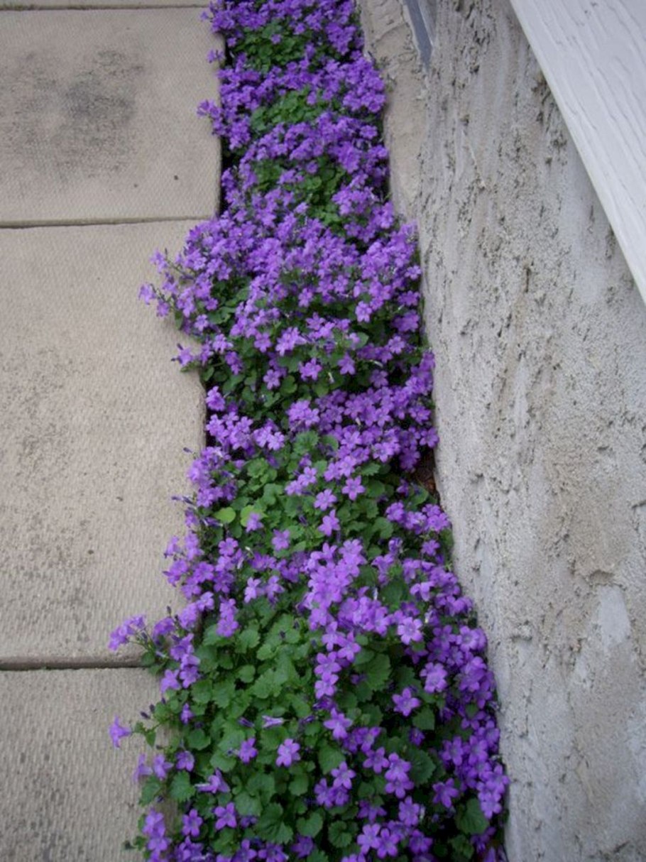 Георгины однолетки