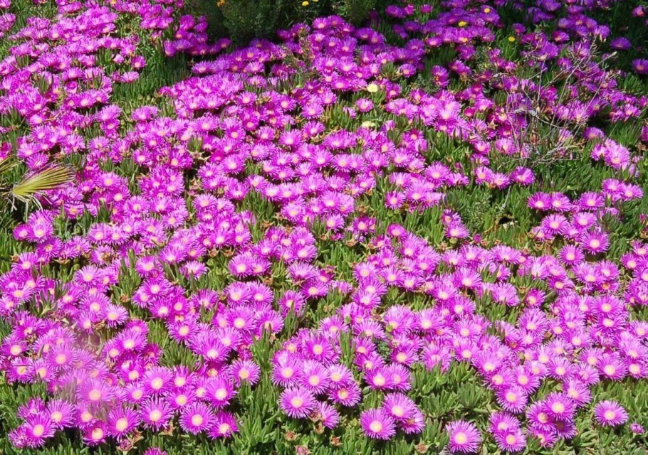 Турецкая гвоздика многолетка