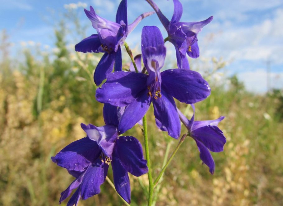 Delphinium schmalhausenii