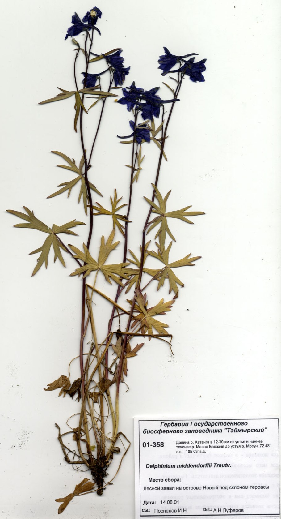 Delphinium flexuosum