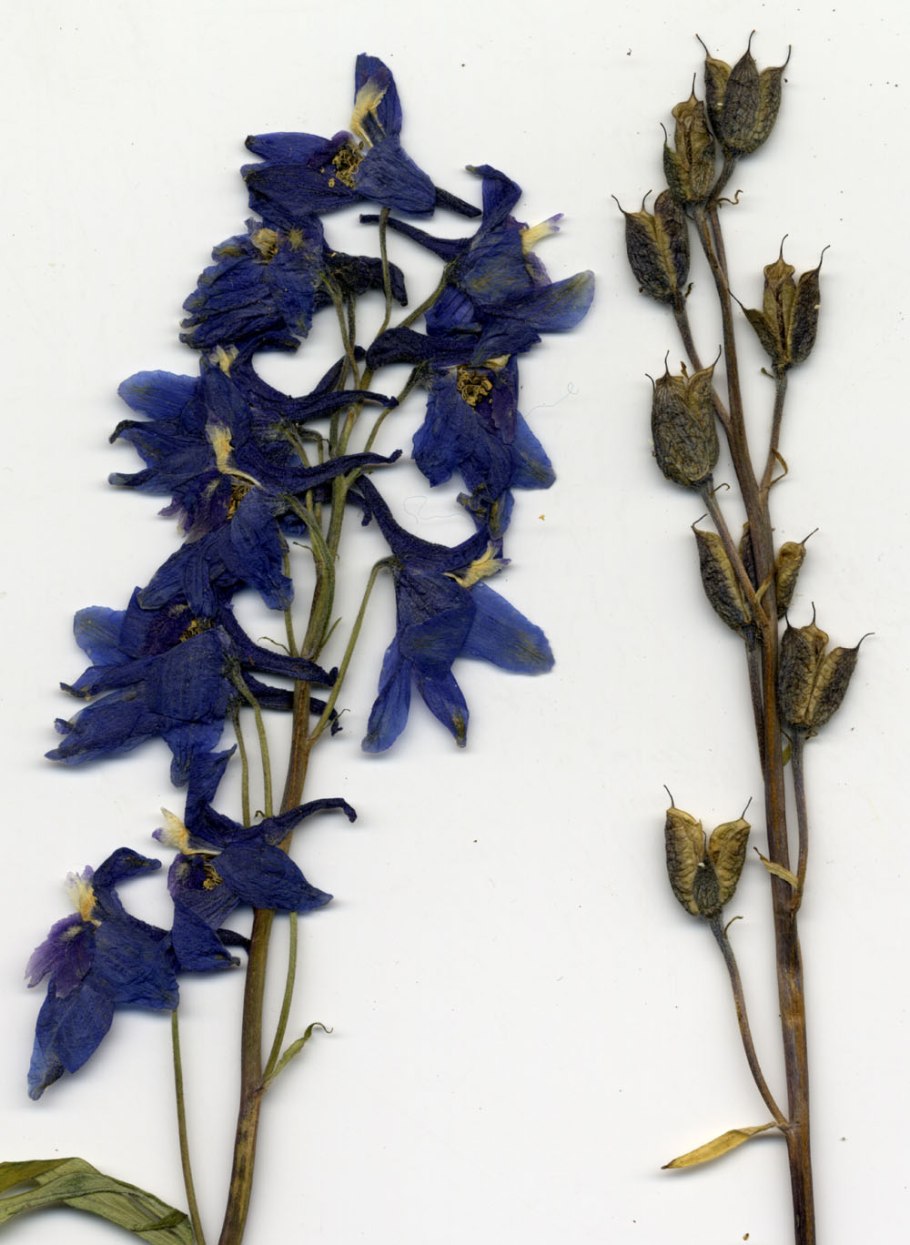 Delphinium elatum l. гербарий