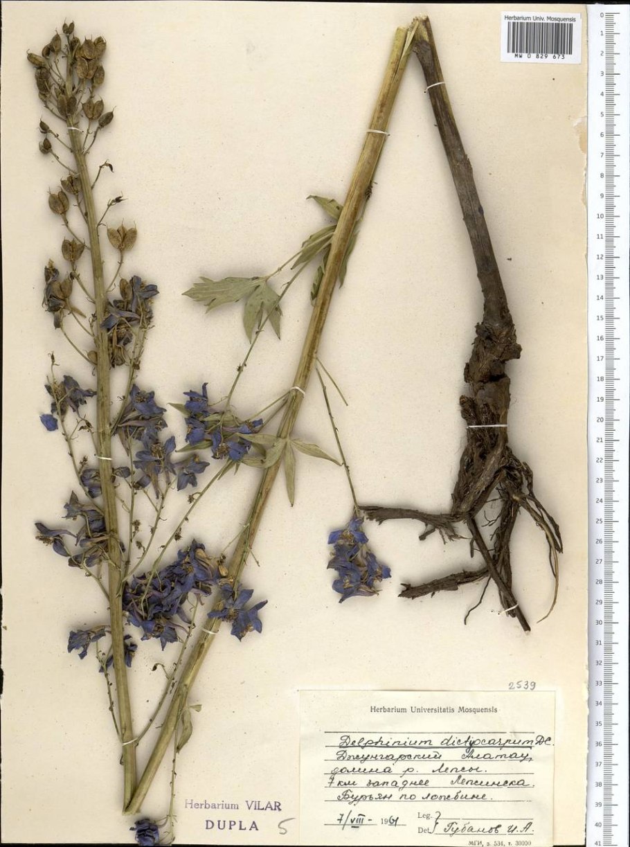 Живокость сетчатоплодная