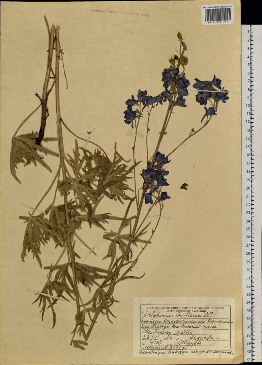 Живокость Алтайская