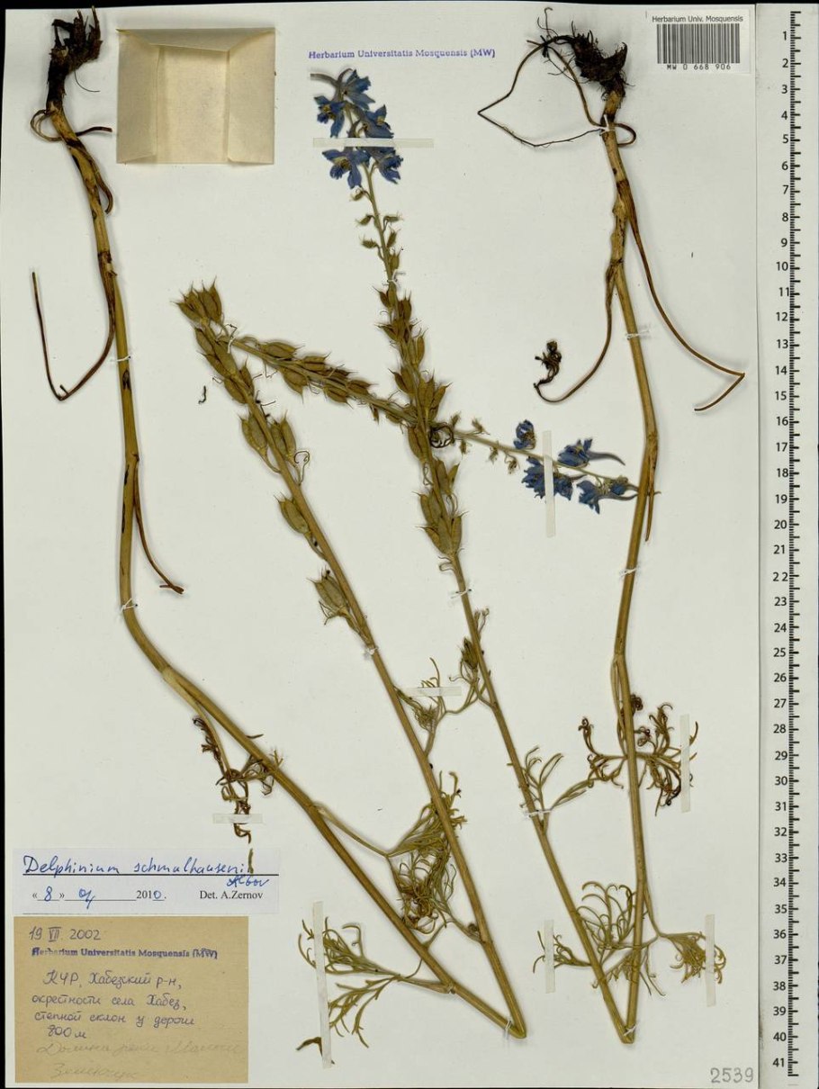 Живокость посевная гербарий